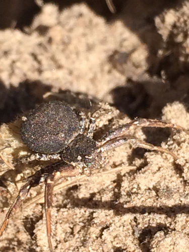 Xysticus pellax