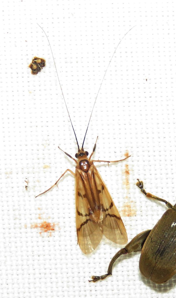 Macrostemum santaeritae