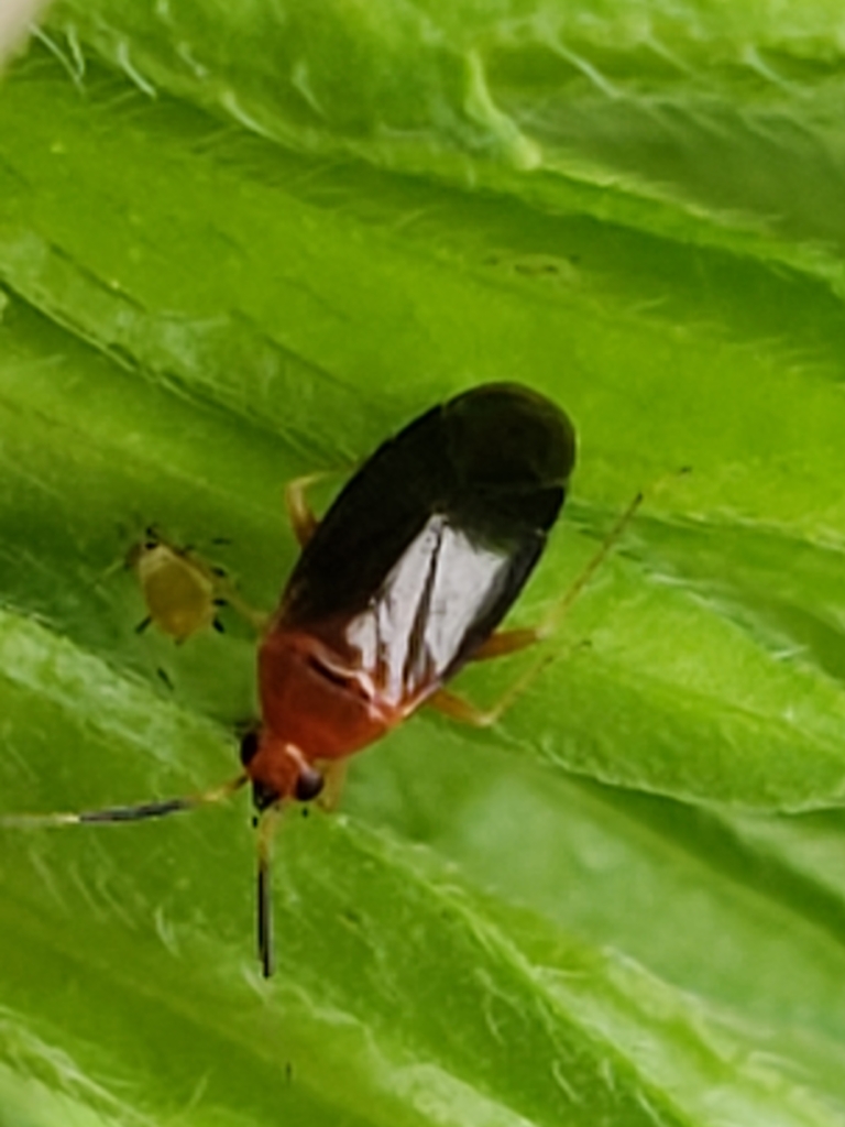 azalea plant bug