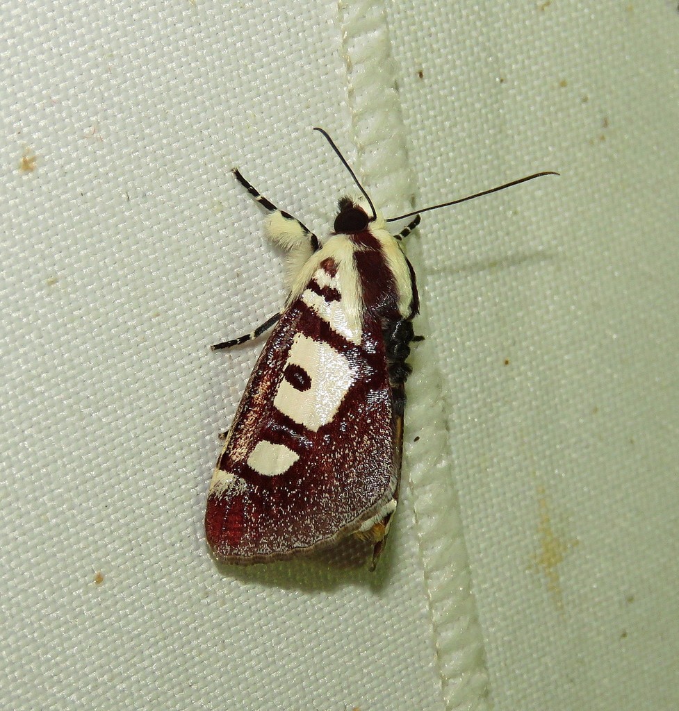 Neotuerta lycaon