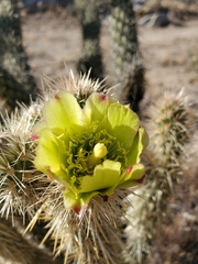 Cylindropuntia ganderi