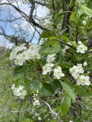 Crataegus succulenta