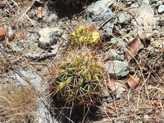 Melocactus curvispinus koolwijkianus