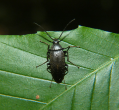 Capnochroa fuliginosa