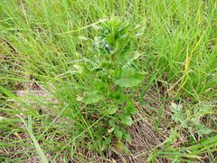Oenothera rubricaulis