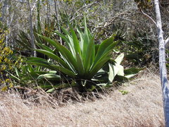 Agave anomala