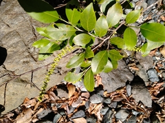 Coccoloba pyrifolia