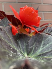 Begonia × tuberhybrida