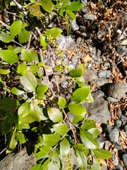 Coccoloba pyrifolia