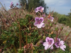 Erodium glandulosum