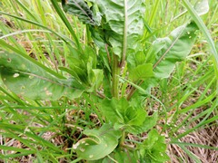 Oenothera rubricaulis