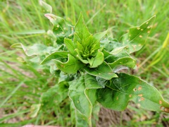 Oenothera rubricaulis