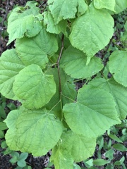 Tilia cordata