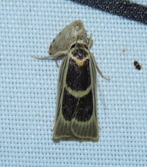 Antaeotricha renselariana