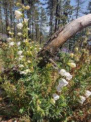 Penstemon leonensis