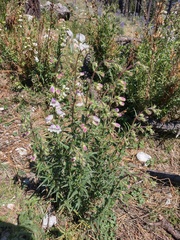Penstemon leonensis