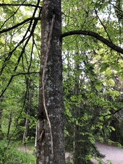 Tilia cordata