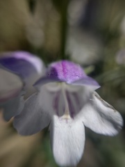 Penstemon leonensis