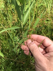 Juncus effusus solutus