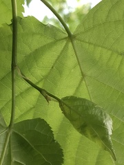 Tilia cordata