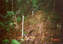 Horse-Tailed Squirrel photo 3