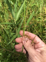 Juncus effusus solutus