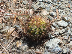 Melocactus curvispinus koolwijkianus