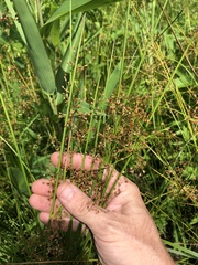 Juncus effusus solutus