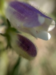 Penstemon leonensis