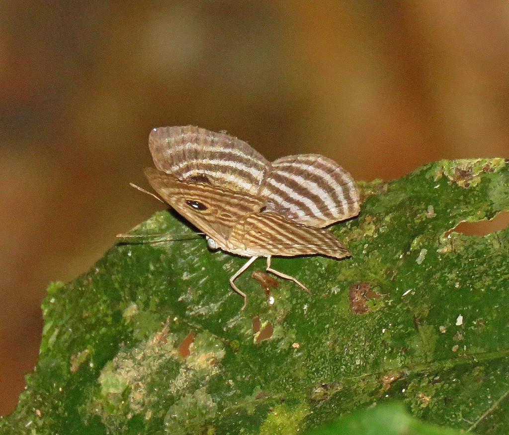 Mesosemia ephyne
