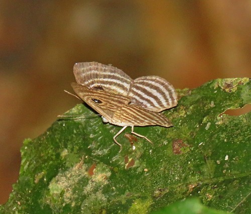 Mesosemia ephyne