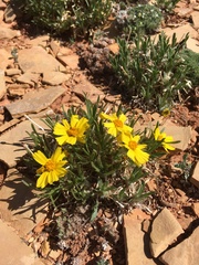 Tetraneuris torreyana