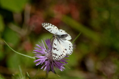 Melanargia arge