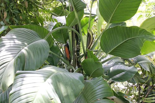 Epipremnum amplissimum