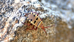 Probergrothius