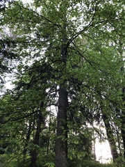 Tilia cordata