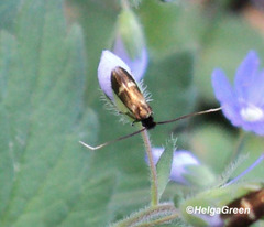 Cauchas fibulella