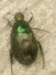 Paranomala cincta