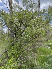 Crataegus succulenta
