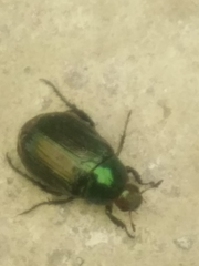 Paranomala cincta