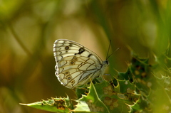 Melanargia arge