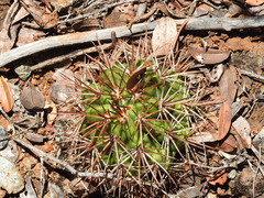Melocactus curvispinus koolwijkianus