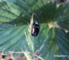 Cryptocephalus flavipes