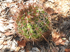 Melocactus curvispinus koolwijkianus