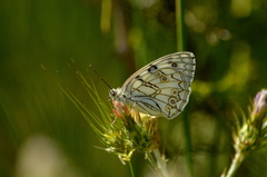 Melanargia arge