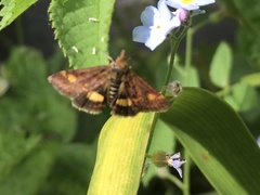 Pyrausta aurata