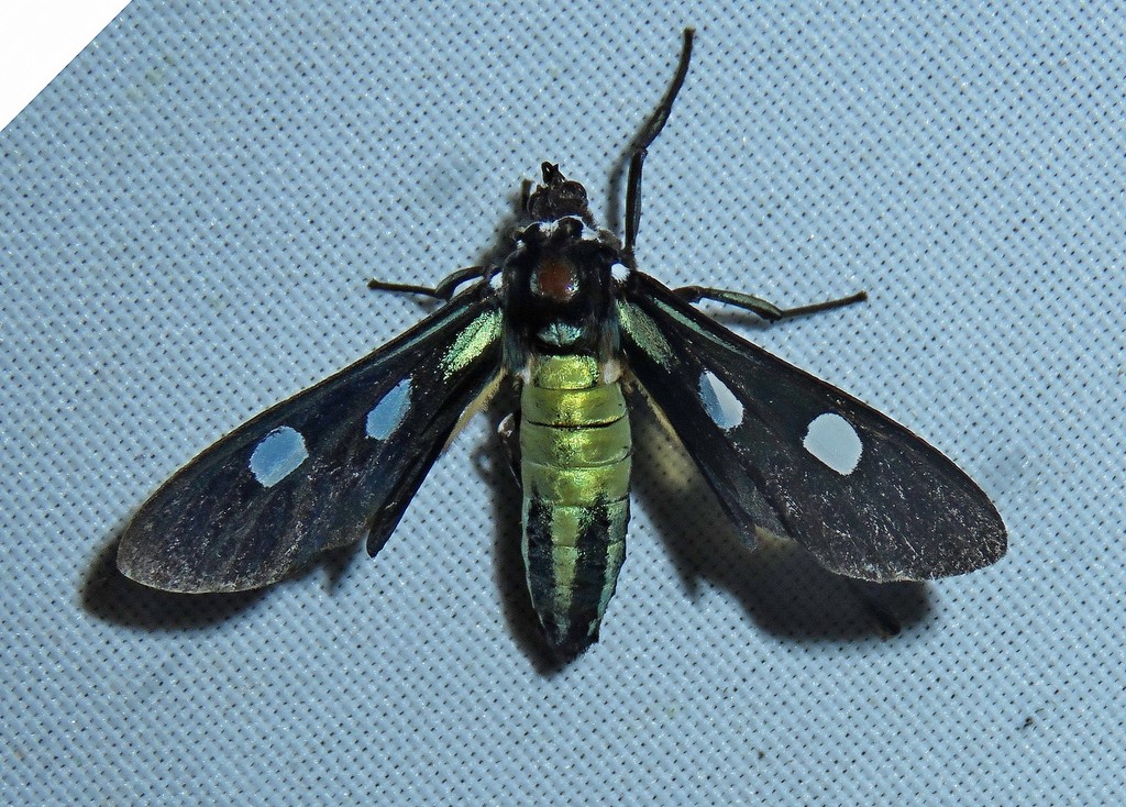Metaloba argante