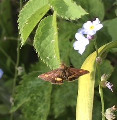 Pyrausta aurata