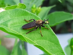 Lampria rubriventris