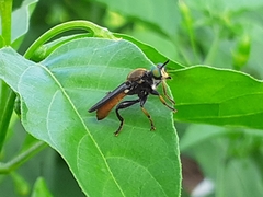 Lampria rubriventris
